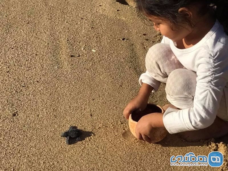 بچه لاک پشت های دریایی، مکزیک