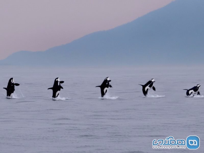 جزیره سن جوان، واشنگتن: تماشای نهنگ های قاتل در حیات وحش