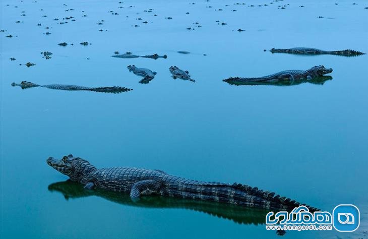 جلسه تمساح ها عکس از : جورج آندره دییل ، از دیستریتو فدرال در برزیل