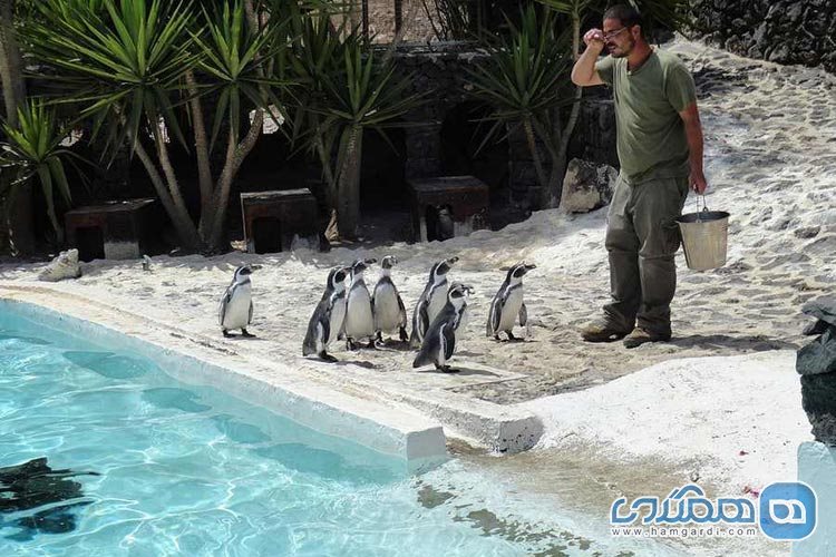 بازدید از پنگوئن ها در پارک استوایی Guinate