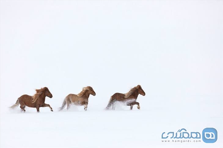 اسب های ایسلندی6