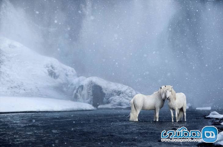 اسب های ایسلندی2