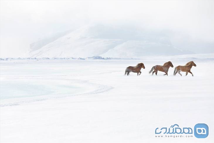 اسب های ایسلندی 