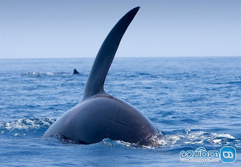 نهنگ های دریای شمال (ناروال) در قطب شمال