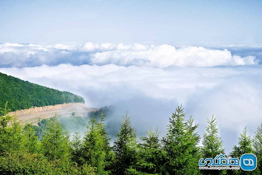 نمایی از جنگل ابر شاهرود