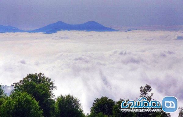 جنگل زیبای ابر