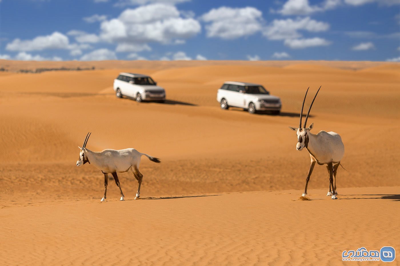 حیات وحش صحرای دبی1