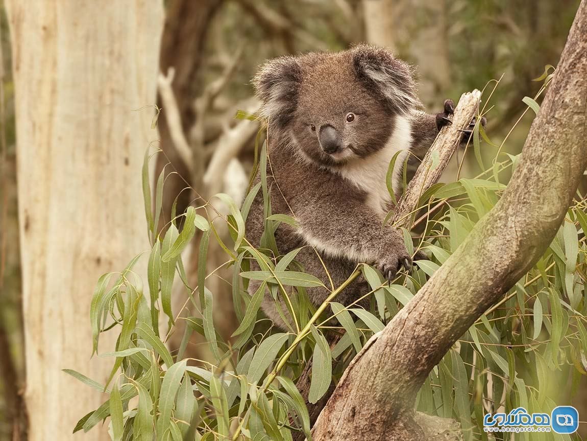 تماشای حیوانات جالب استرالیا