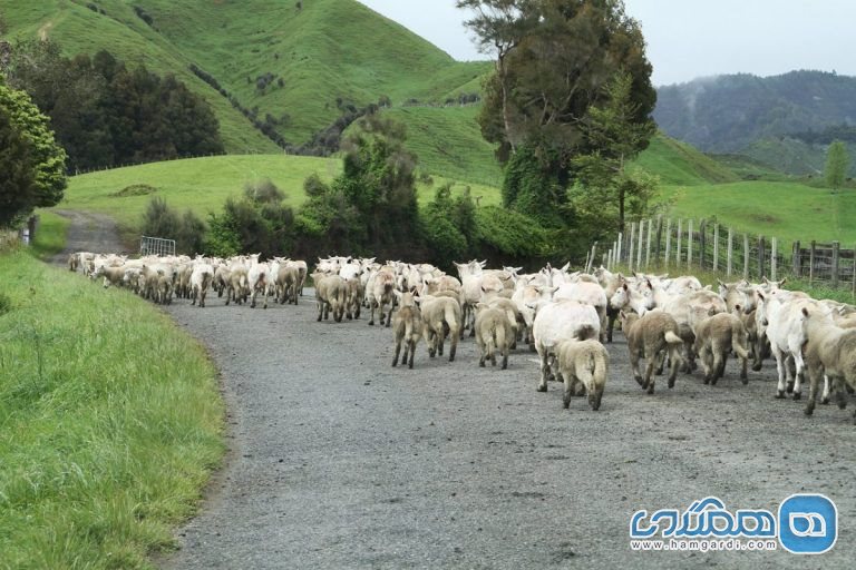 اقامت کردن در سفر با کوله پشتی به نیوزیلند
