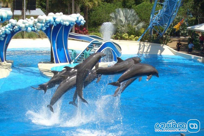دنیای دلفین ها