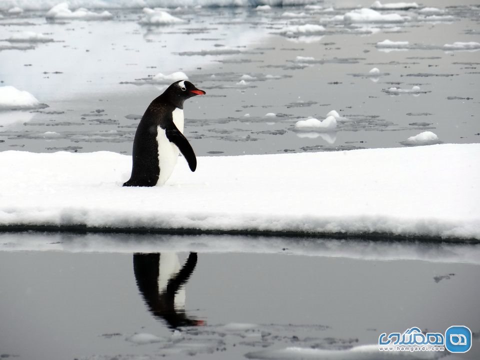 عکاسی از تعداد فراوان پنگوئن ها 