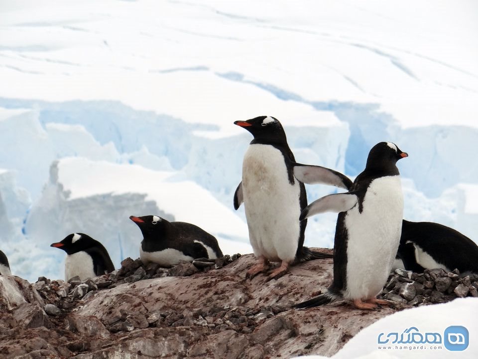 پنگوئن ها از انچه فکر می کنید جذاب تر هستند