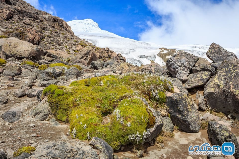 Cayambe