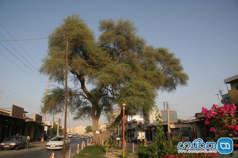 ثبت ملی درخت چش در بوشهر