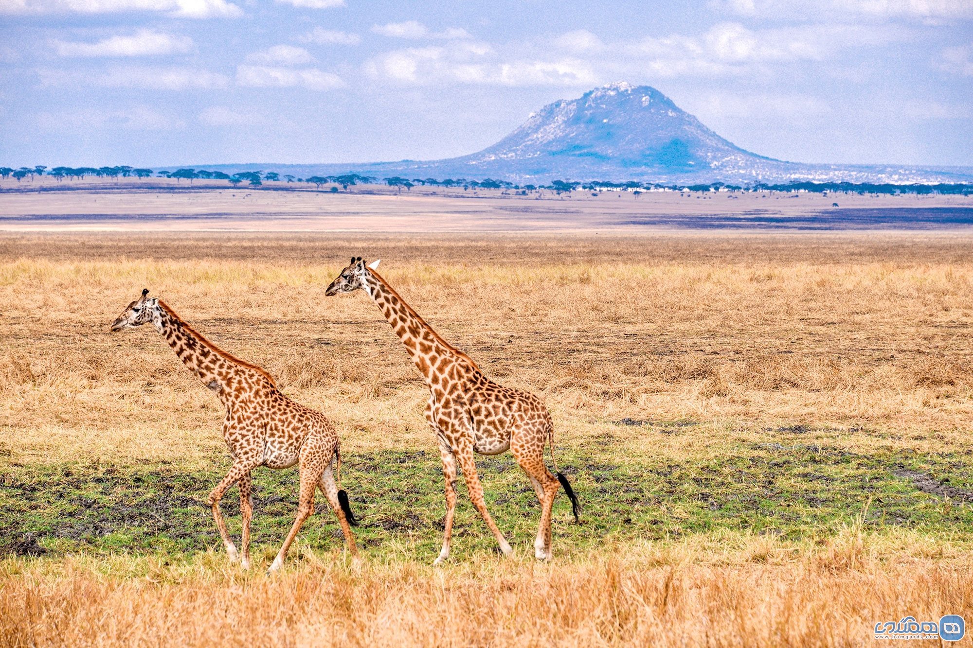 منطقه حفاظت شده انگورونگورو Ngorongoro در تانزانیا