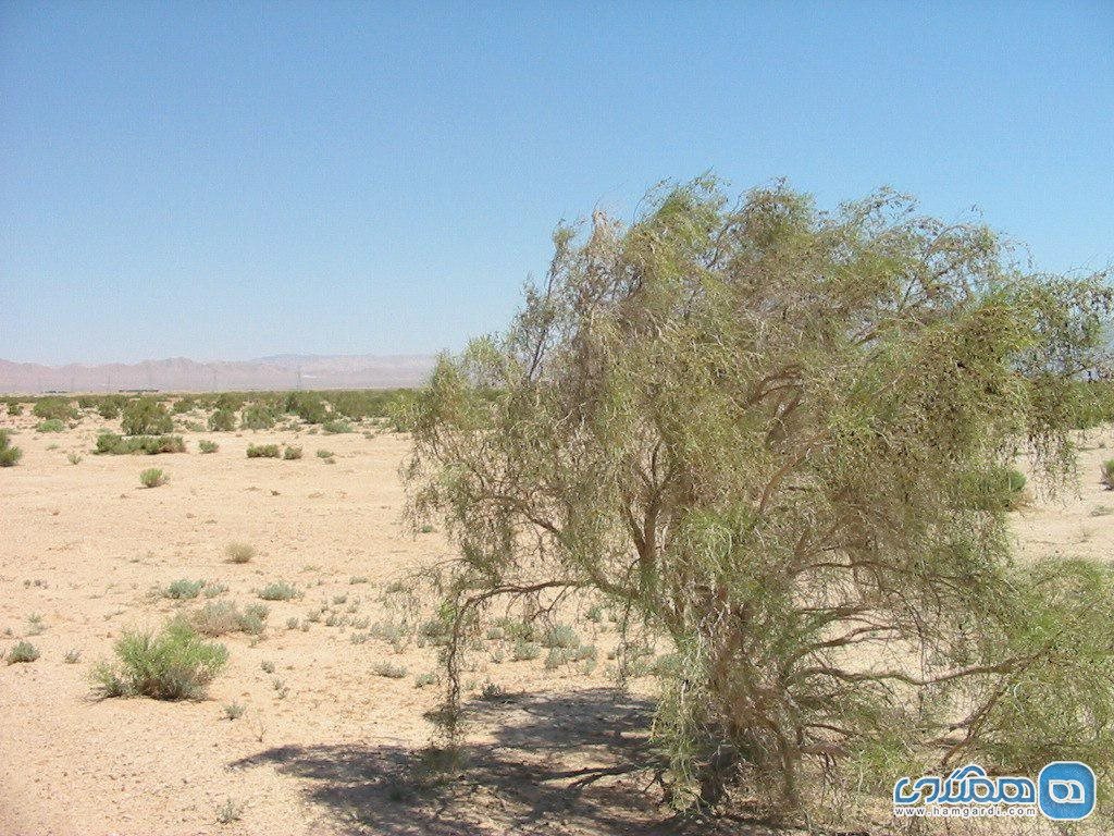 تفاوت درختان گز و ارته و تاغ در کویر مرنجاب: