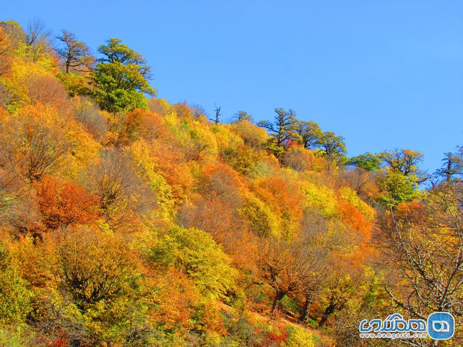 جنگل ابر شاهرود در کجا قرار دارد؟