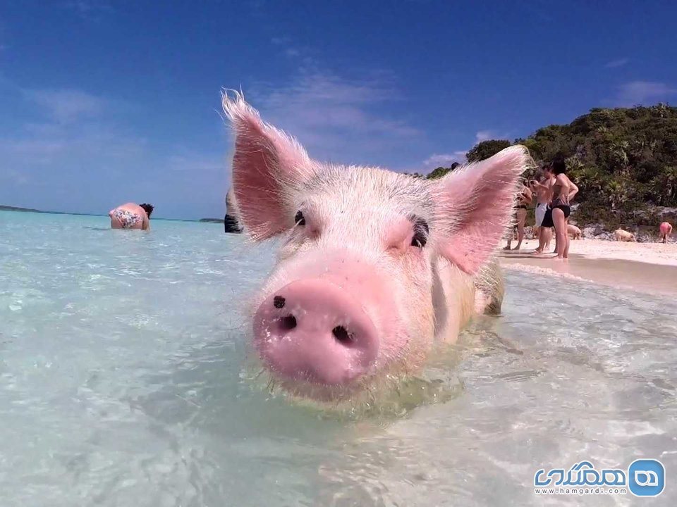 در باهاما، به خوک های شناگر غذا بدهید