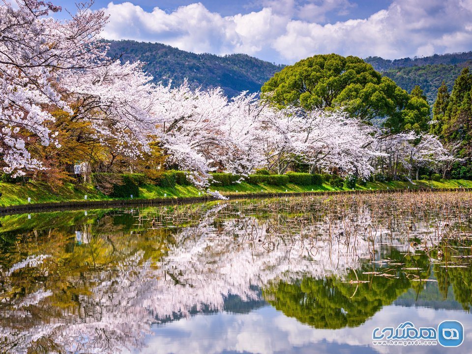 در کیوتو، شهر باستانی ژاپن، زیر درختان پر از شکوفه گیلاس قدم بزنید
