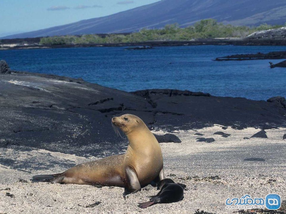 در جزایر گالاپاگوس، لاک پشت های بزرگ و شیر های دریایی را ببینید