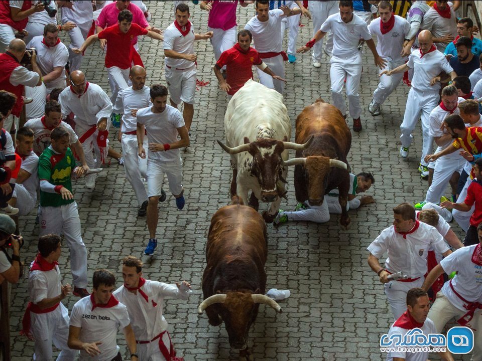 در اسپانیا، در جشن مشهور سن فرمین در پمپلونا، با گاو های وحشی بدوید