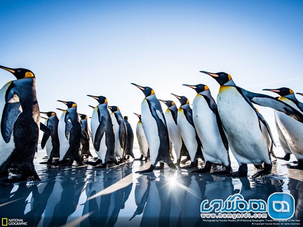 رژه پنگوئن ها