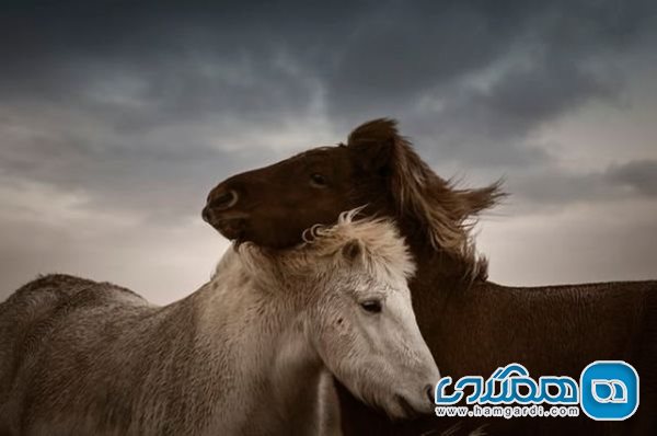 اسب های ایسلندی