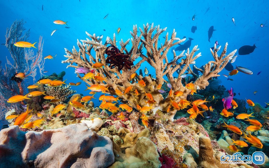 تماشایی ترین نقاط استرالیا : دیواره بزرگ مرجانی Great Barrier Reef، شگفتی طبیعی در معرض تهدید