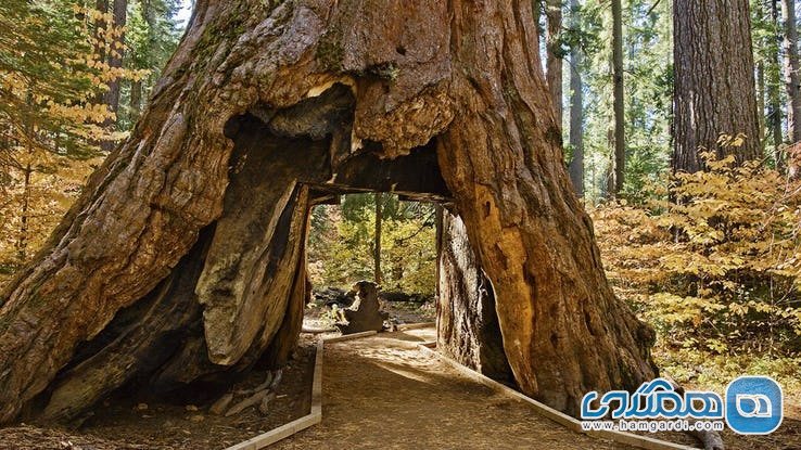 تونل درختی سکویا Sequoia در کالیفرنیا