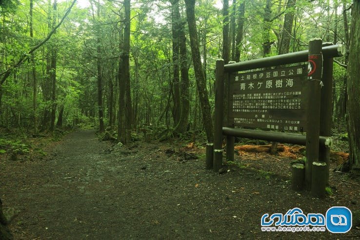 ویژگی های جنگل آئوکیگاهارا Aokigahara : سکوت بیش از اندازه