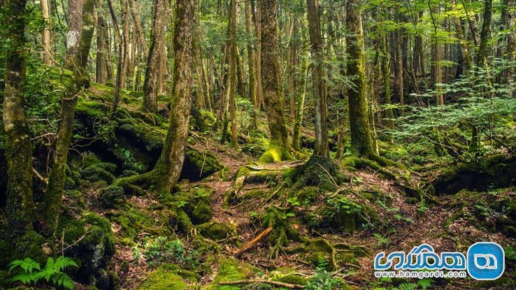 ویژگی های جنگل آئوکیگاهارا Aokigahara : نیاز به دوربین های مدار بسته
