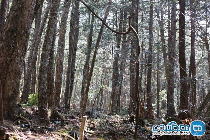ویژگی های جنگل آئوکیگاهارا Aokigahara : عجیب بودن سطح جنگل