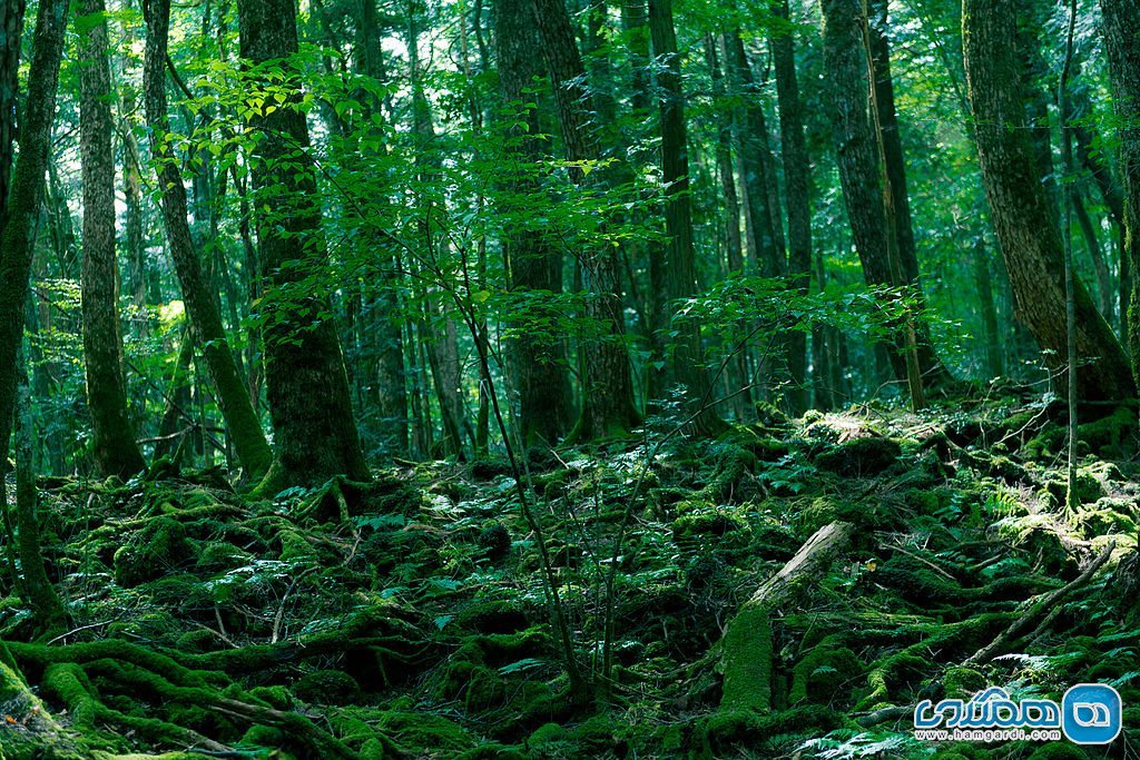 ویژگی های جنگل آئوکیگاهارا Aokigahara : آزار دهنده ترین فضای طبیعی