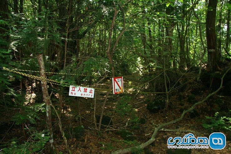 ویژگی های جنگل آئوکیگاهارا Aokigahara : وجود آشغال