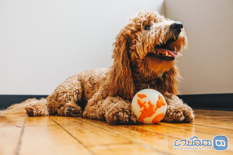 اسباب بازی مورد علاقه، پتو و رختخواب سگ خود را به سفر ببرید