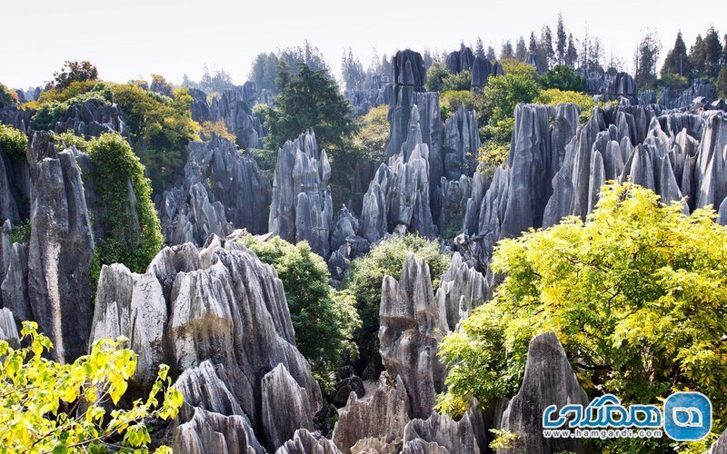 جنگل سنگ Stone Forest در چین