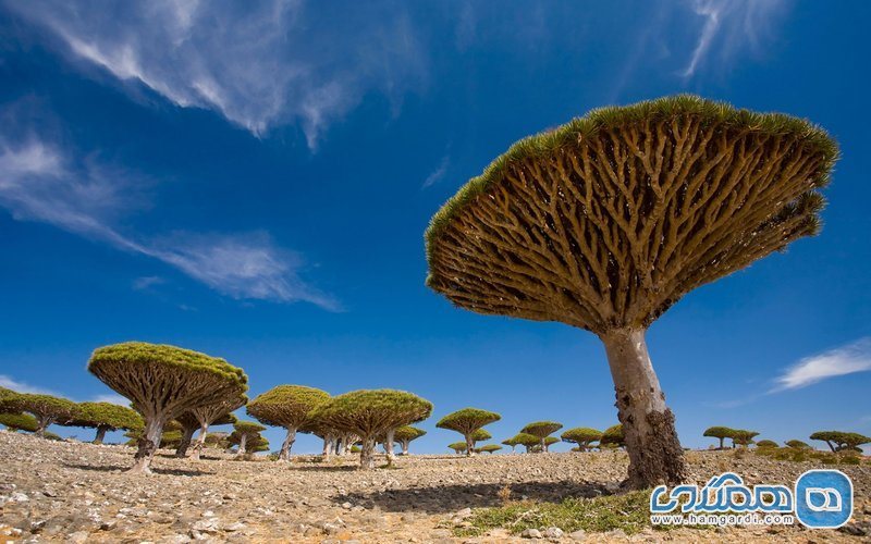 شبه جزیره سقطرا Socotra در یمن
