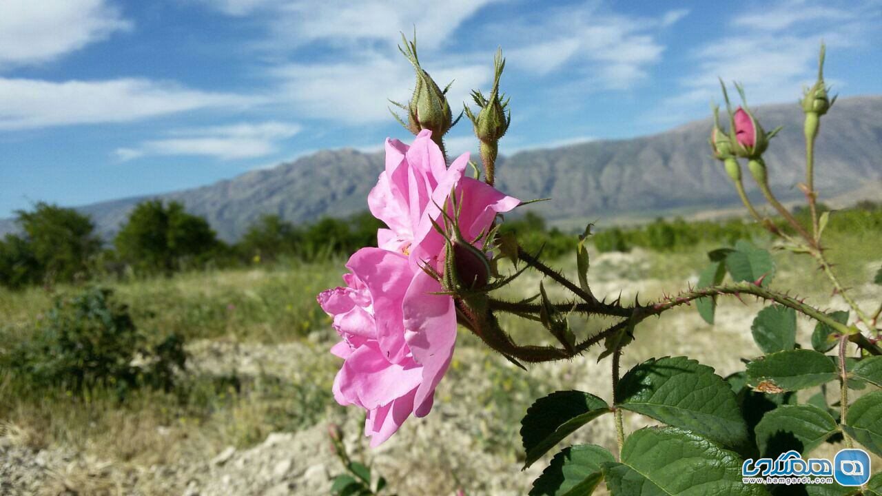 دشت گل محمدی روستای لایزنگان