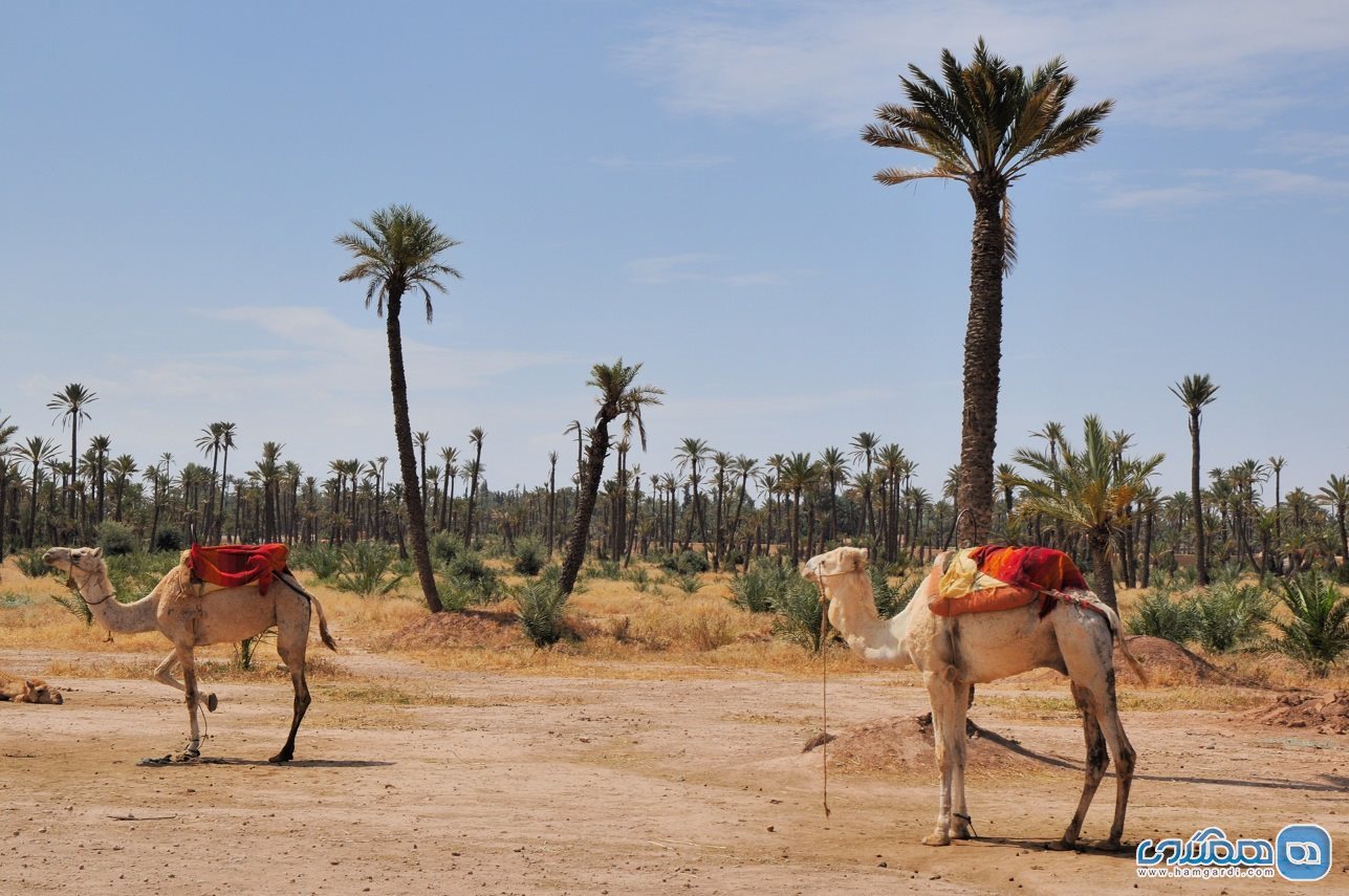 شترسواری در نخلستان مراکش