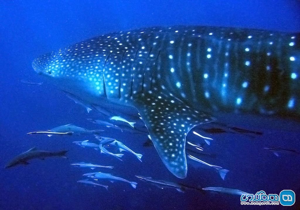 صخره مرجانی نینگالو Ningaloo Reef