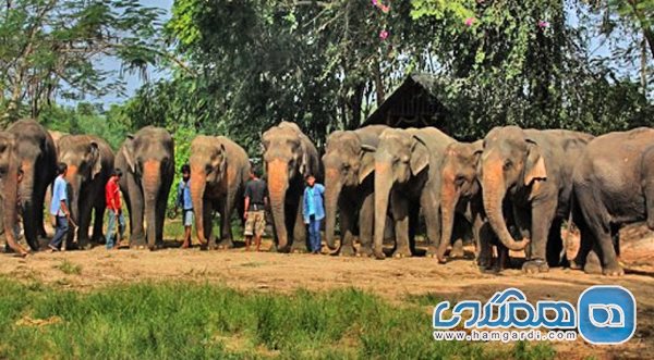 دهکده فیل ها (Elephant Village Pattaya)