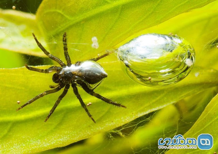 چیزهای عجیب و اشیاء جالب زیر آب : عنکبوت های زیر آبی