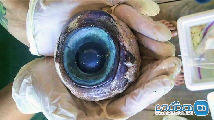 چیزهای عجیب و اشیاء جالب زیر آب : چشم بزرگ اسرار آمیز