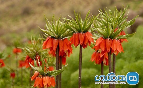 شهرستان دهاقان اصفهان 3