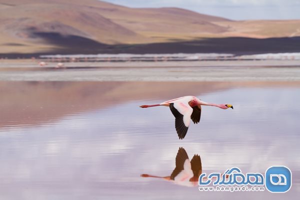 دریاچه نمک بولیوی 5