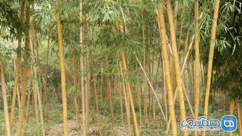 جنگل آنجی بامبو
