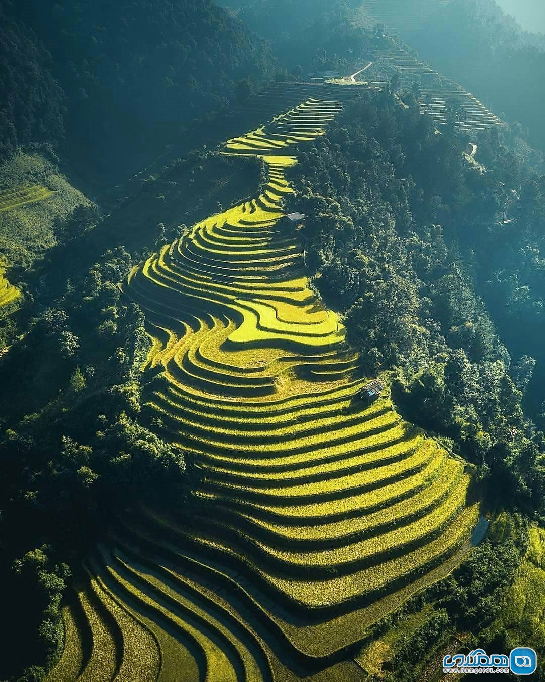 مزارع پلکانی برنج ویتنام