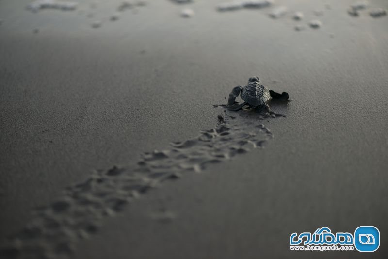 به نجات دهندگان لاکپشت های دریا بپیوندید