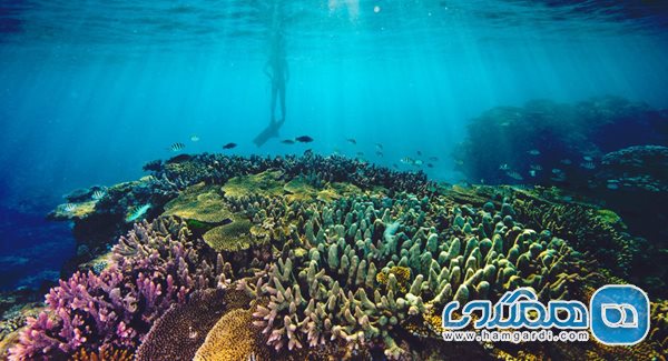 سد مرجانی استرالیا 3