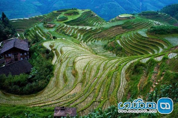 مزارع برنج تراسی شکل لانگ شنگ